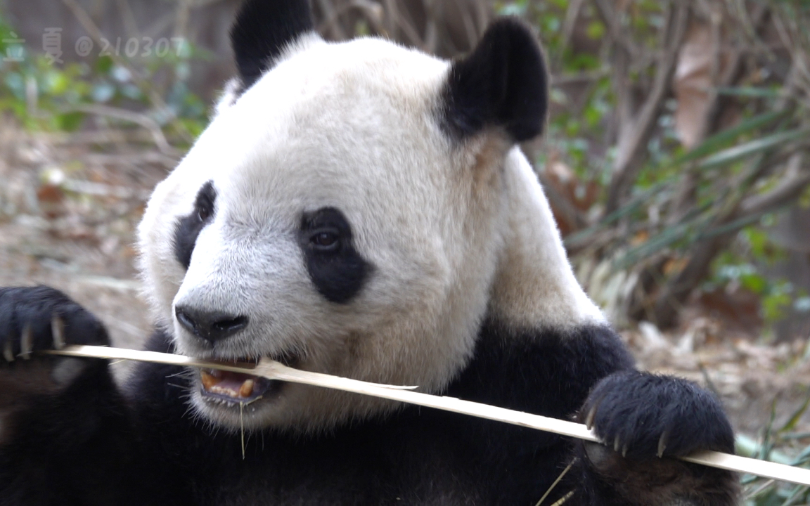 【大熊猫奇福】饲养员新给的竹子,大阿福吃的开心_哔哩哔哩_bilibili