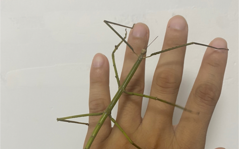 大佛竹节虫3-6龄阶段(补齐未发)