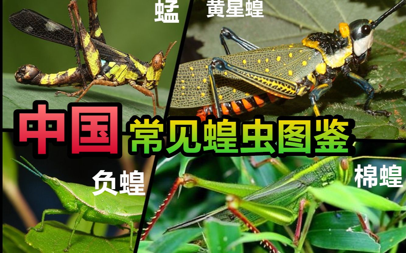【直翅目系列2】蝗总科:盘点全中国常见蝗虫,这些"蚂蚱"你见过至少3种