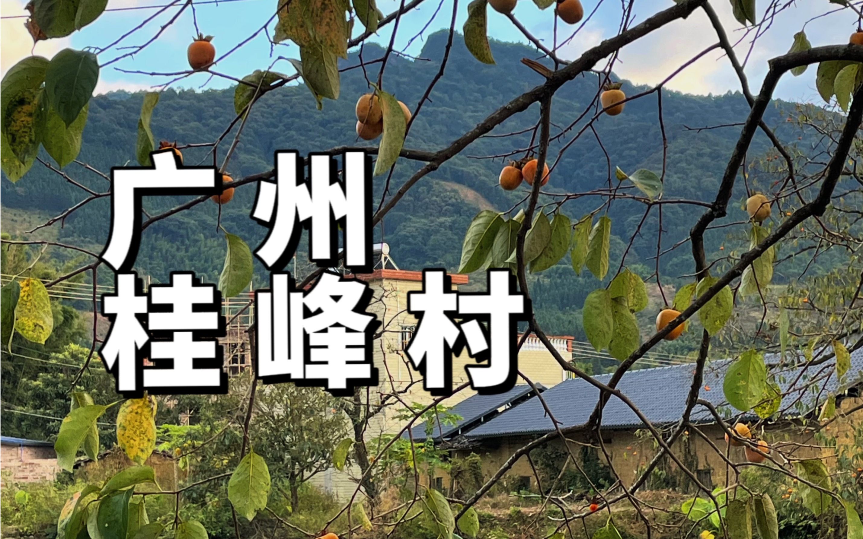 当东北人来到广州农村 眼前的一切太治愈了
