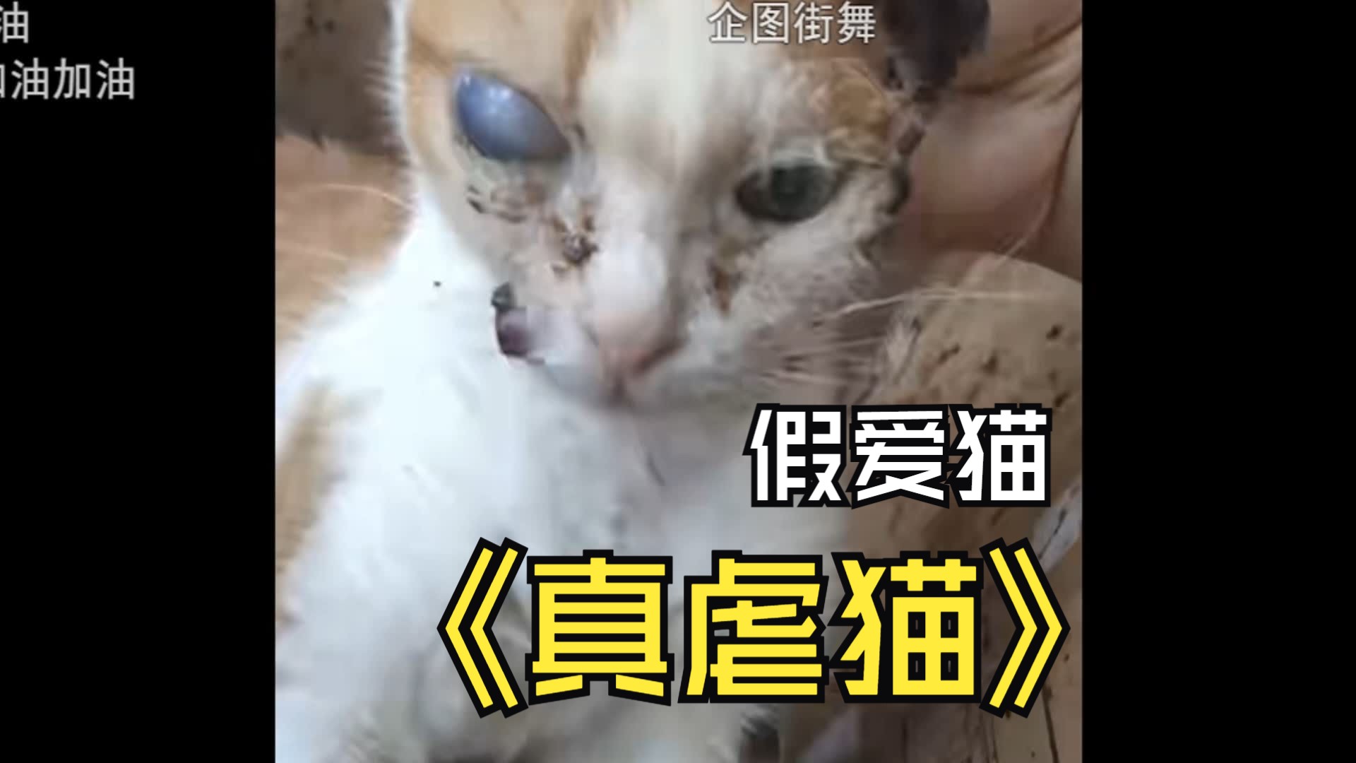 极端爱猫人士真虐猫 之一 不知道它还能活多久(心里盼它早点死)哔哩哔哩bilibili