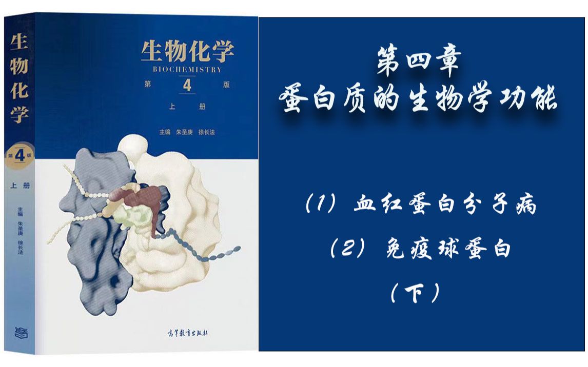 28.生物化学  第四章 (1)血红蛋白分子病;(2)免疫球蛋白. 下哔哩哔哩bilibili