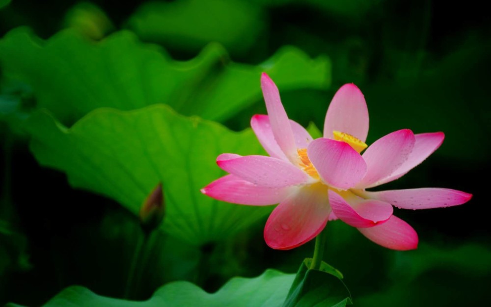 [图]【荷韵】荷花拍摄作品欣赏（不得不去的北京赏荷圣地——莲花池公园）