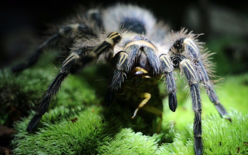【野性之美】超清!金直间造景里捕食超大杜比亚