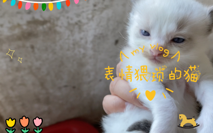 表情猥琐的猫,得细品哔哩哔哩bilibili