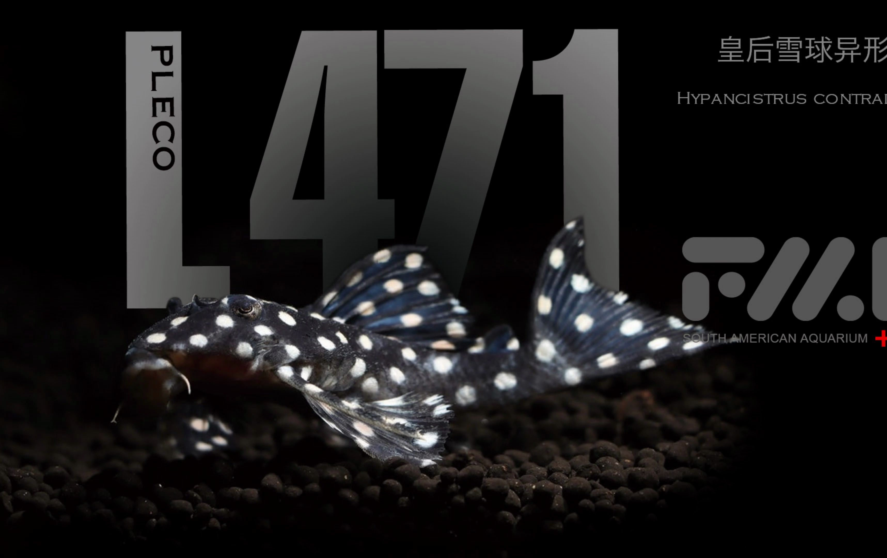 l471-皇后雪球异形