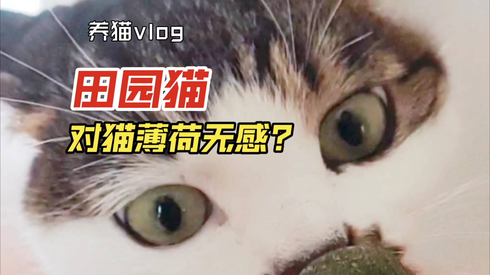 田园猫对猫薄荷反应如此平淡?哔哩哔哩bilibili