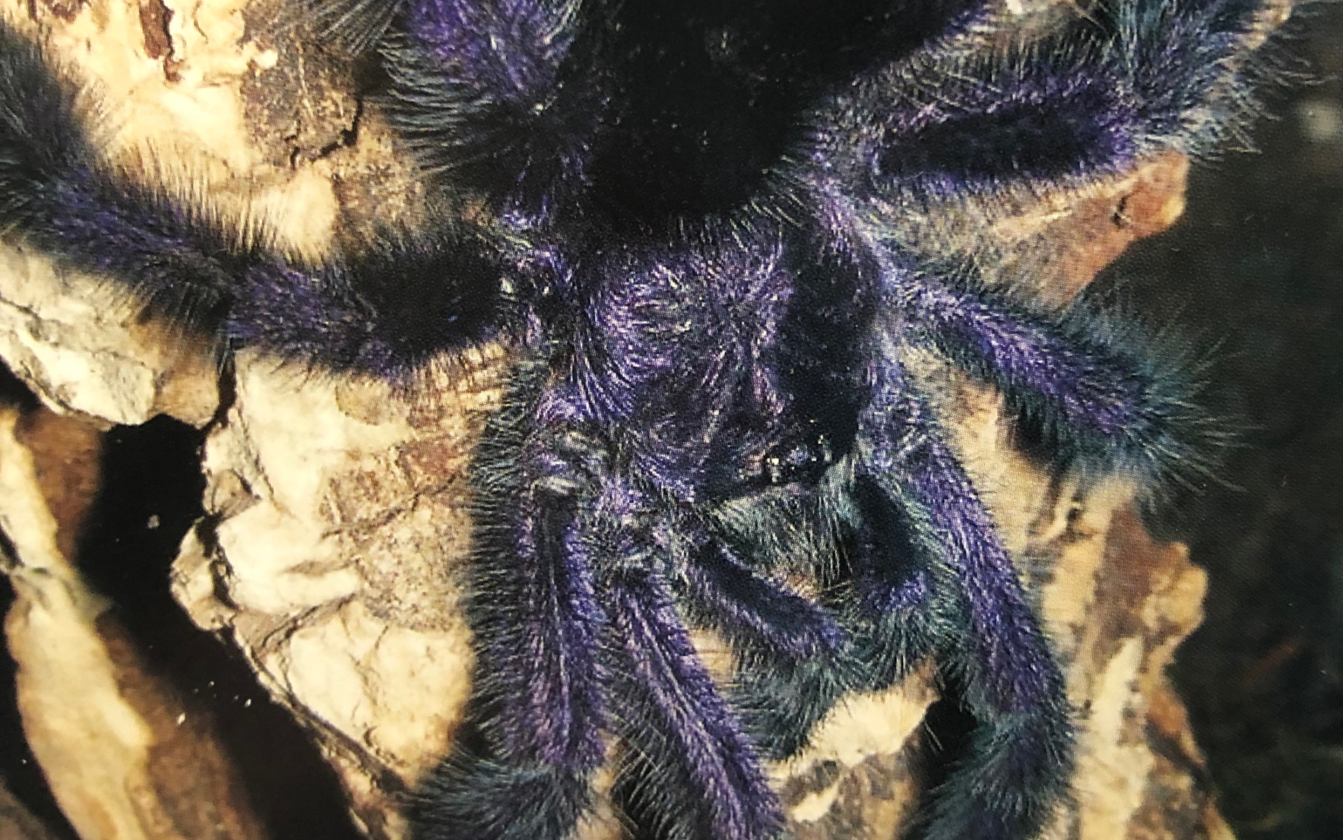 【捕鸟蛛】拔草厄瓜多尔紫粉趾 半开箱 (内容含概个人饲养日常小技巧)