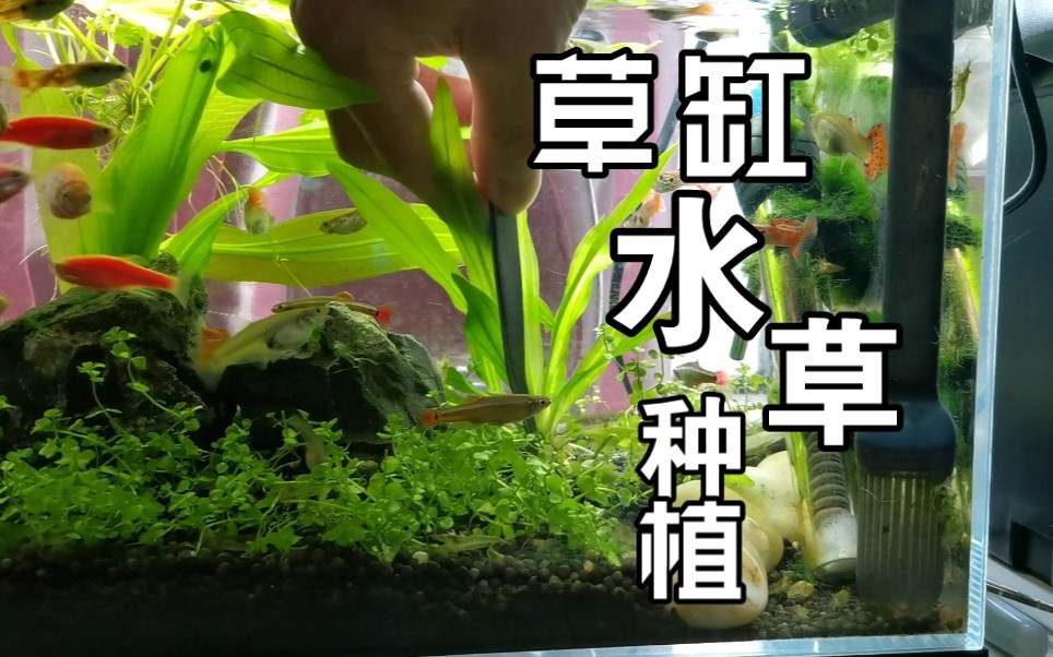 水草缸种水草|教大家一个不用翻缸在水中造景种水草的方法哔哩哔哩bilibili