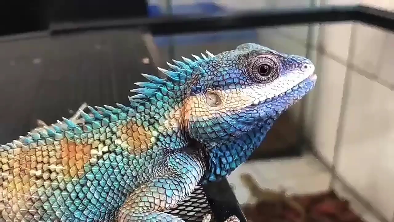 白唇树蜥 可议价_哔哩哔哩_bilibili