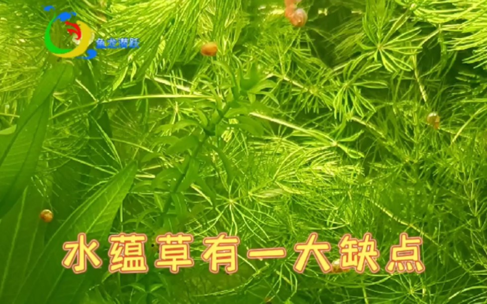 水蕴草有一大缺点哔哩哔哩bilibili