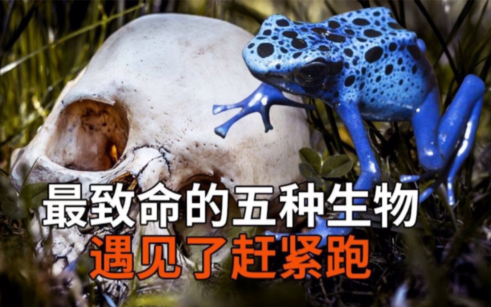 [图]最为致命的五种生物，没想到最后一种竟然是我们经常看到的！