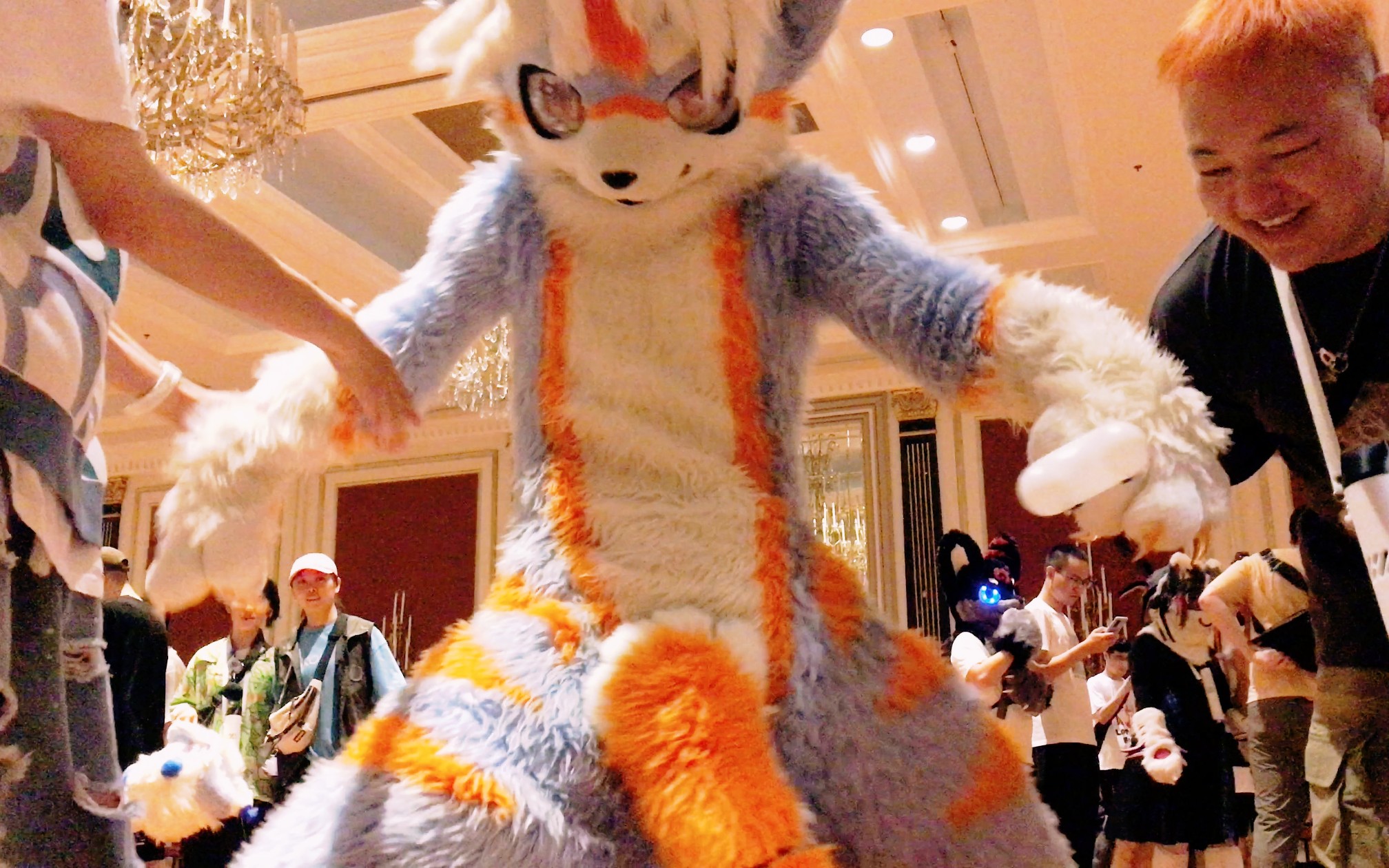 【极兽聚】晓节欺负别的毛毛啦(其实是被欺负