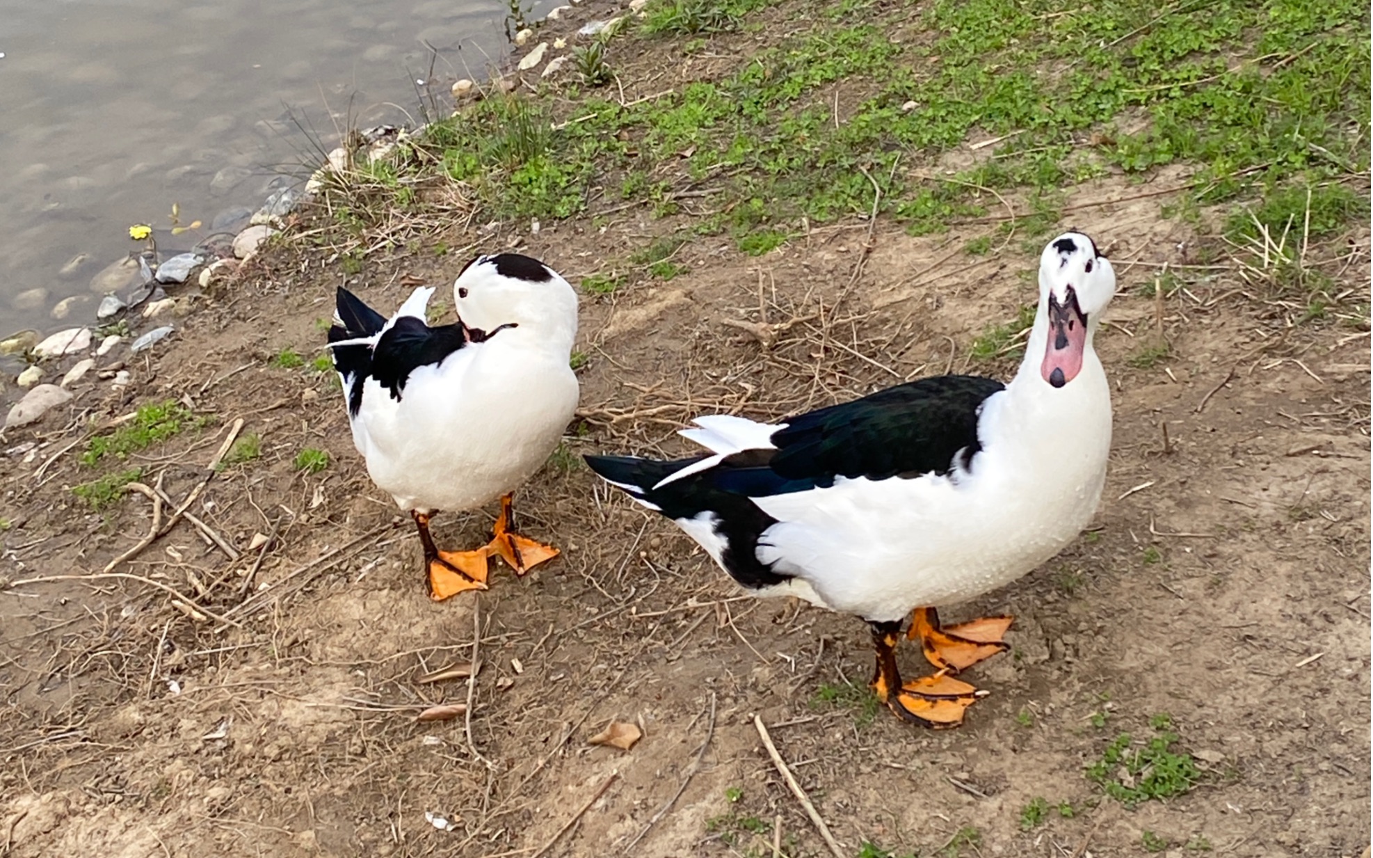 额来陕西鸟 这是上岸鸭