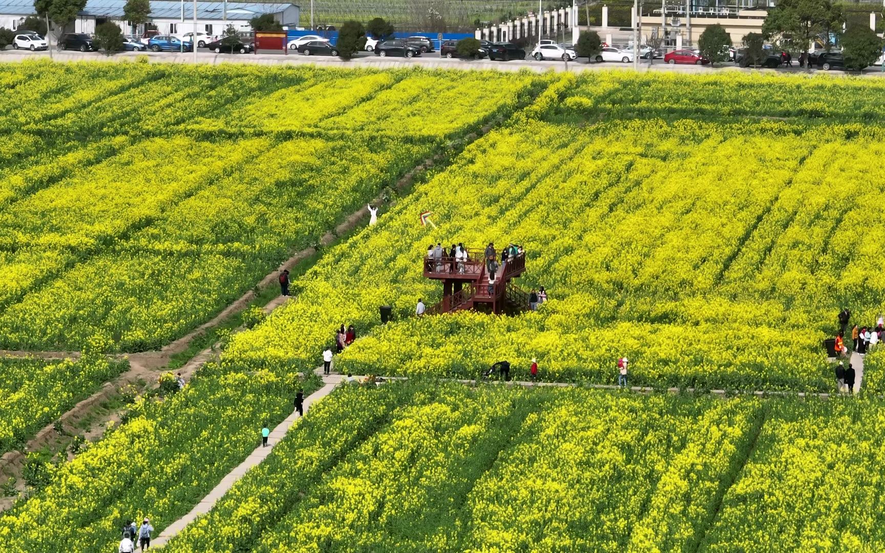 蔡甸消泗油菜花门票图片