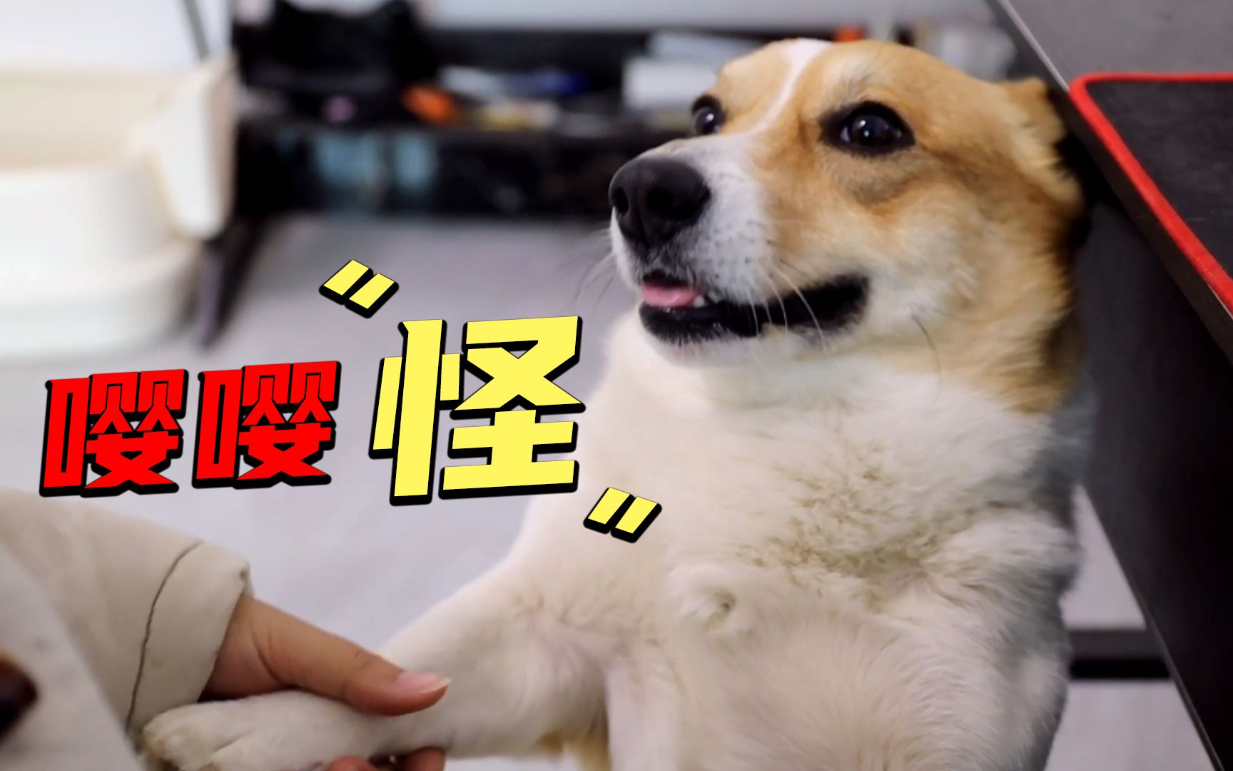 狗狗成精了,想吃零食竟然主动拿来找主人帮忙,不帮还直接凶人?