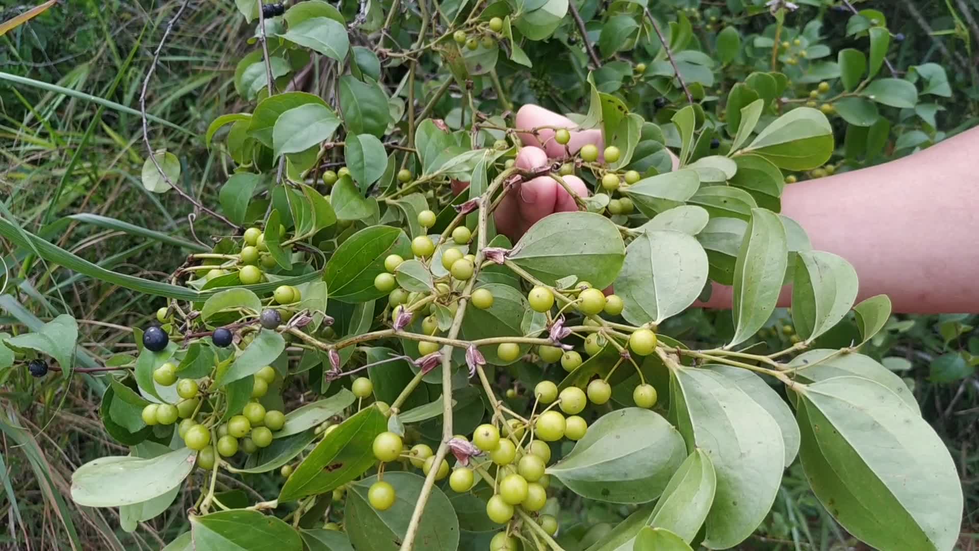 银柴树,金刚藤,苦梅根在一起,形成一条中药材走廊,太多果实了_哔哩