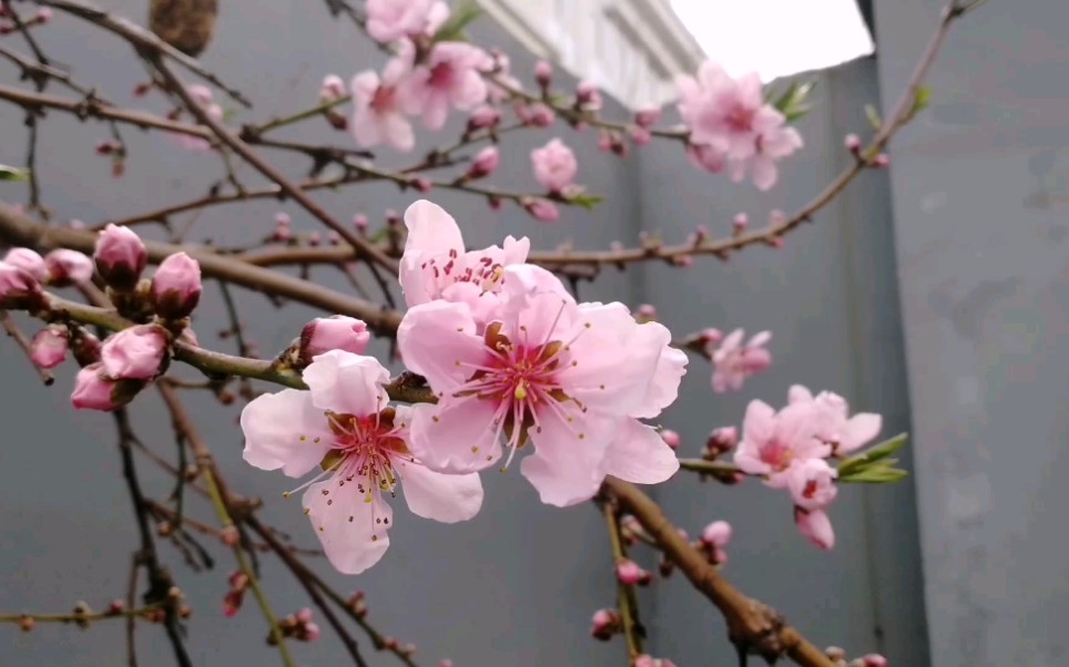 [图]桃花开的过程，15天左右