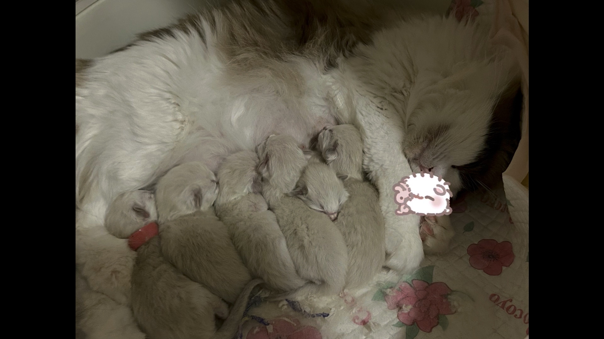 小六月生小猫啦 可可爱爱的ke62l最后有萌萌的小可爱