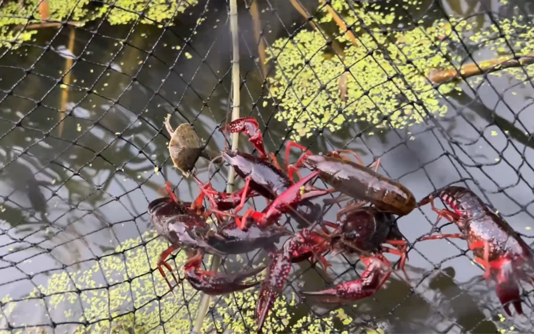 10月16捕抓小龙虾,稻田养虾真的好吗?也许会让你颗粒无收