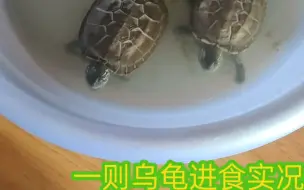 乌龟进食活鱼全过程