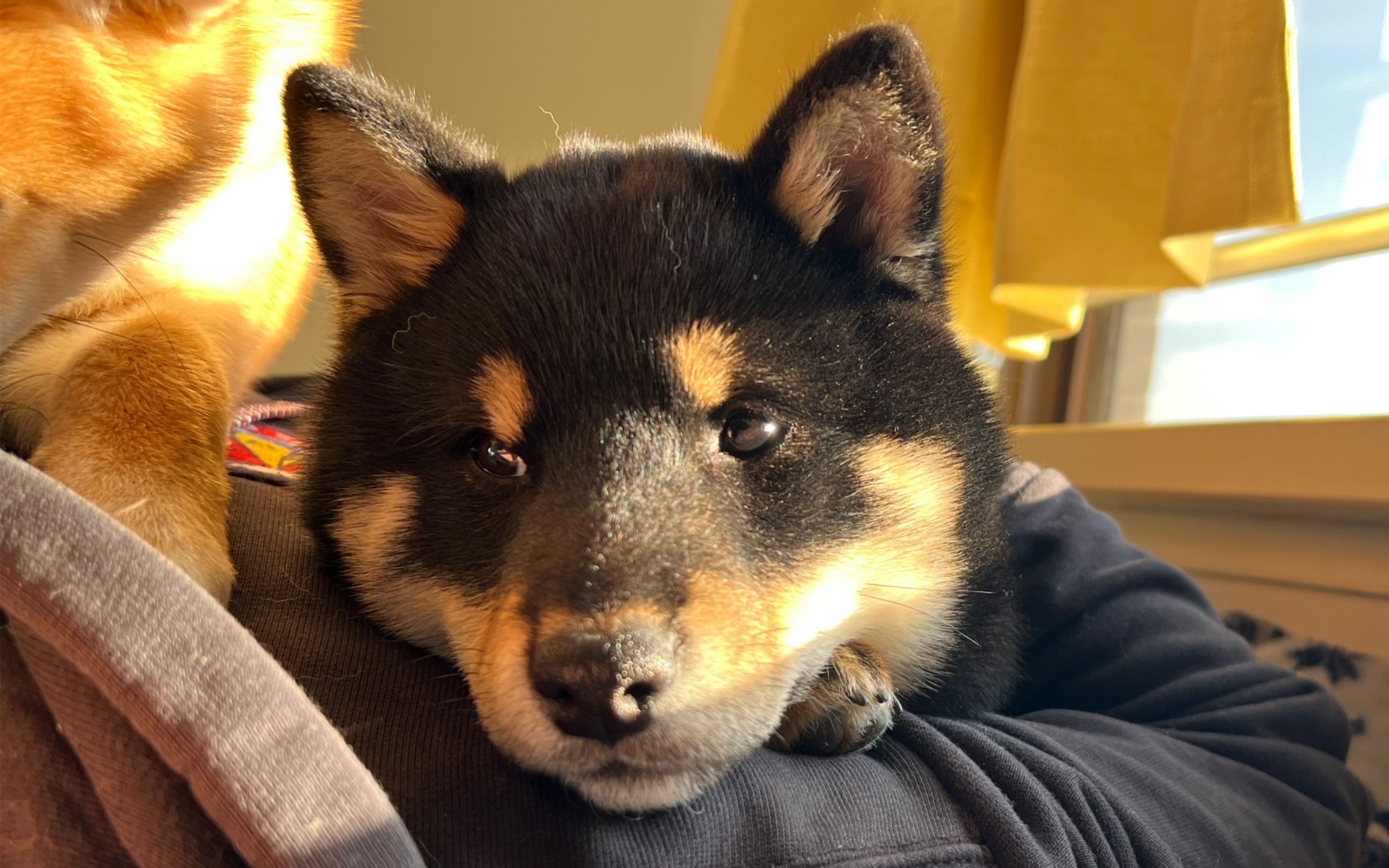 活动  【柴犬】见过模仿力超强的小黑柴吗? 点进来!