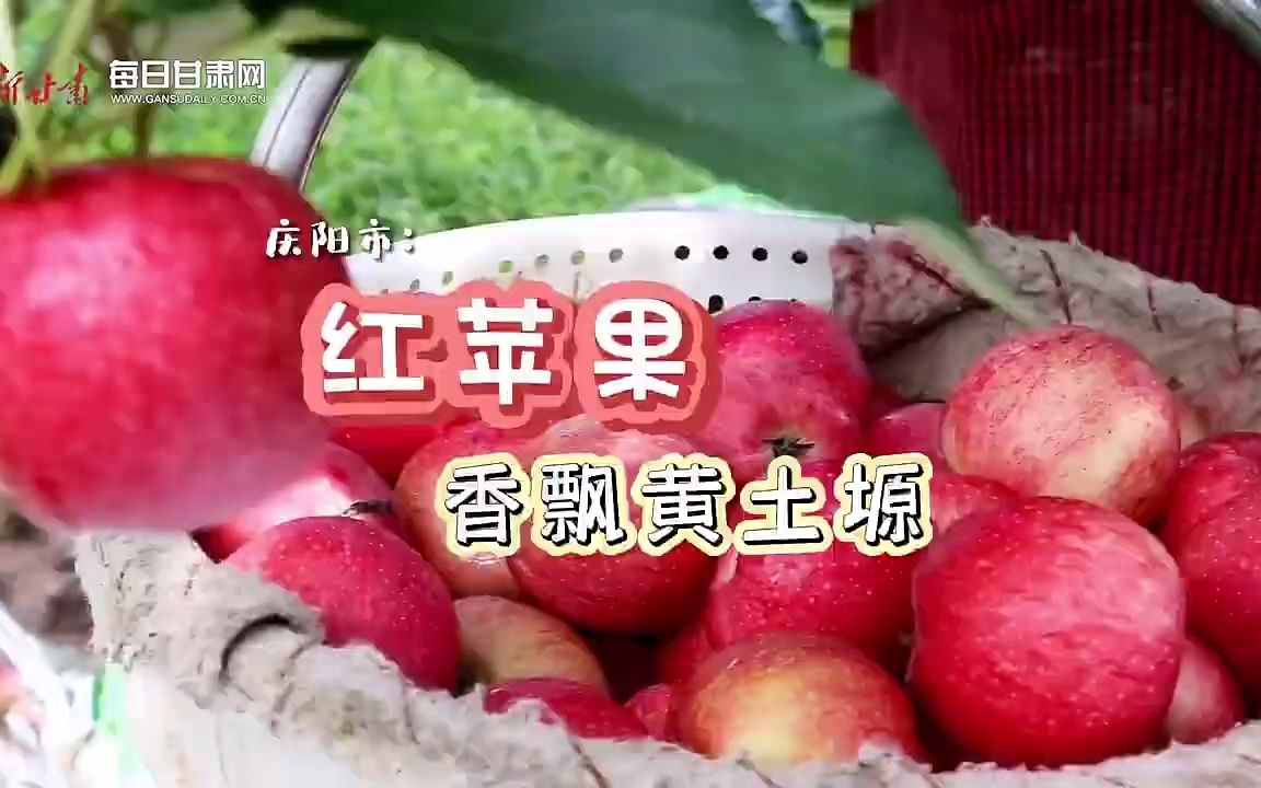 【丰收ⷮŠ甘肃】红苹果香飘黄土塬哔哩哔哩bilibili