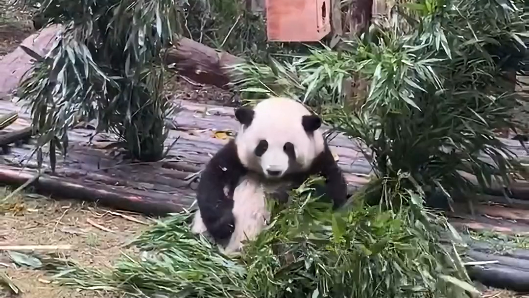 【大熊猫花花】花花登上杂志封面啦哔哩哔哩bilibili