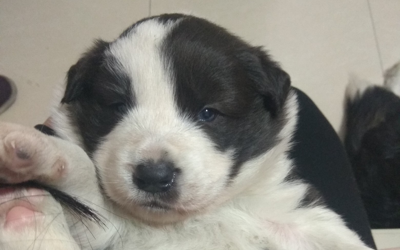 边牧一个月大的边牧究竟能有多胖