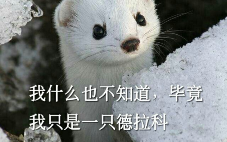 白 鼬 · 马 尔 福