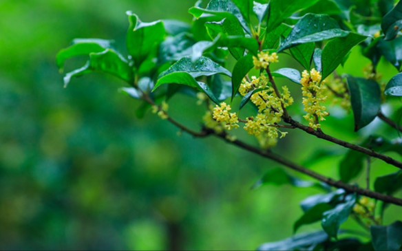 [图]《鹧鸪天·桂花》李清照——何须浅碧深红色，自是花中第一流