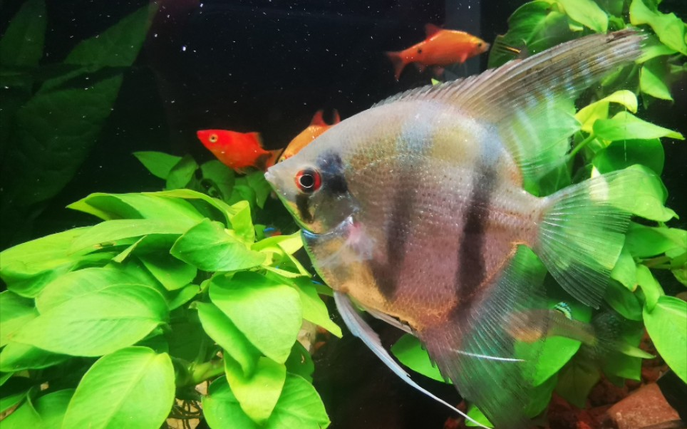 秘鲁神仙鱼打卡