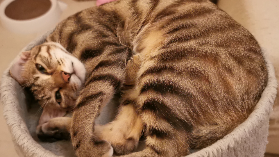 刚睡醒的狸花猫