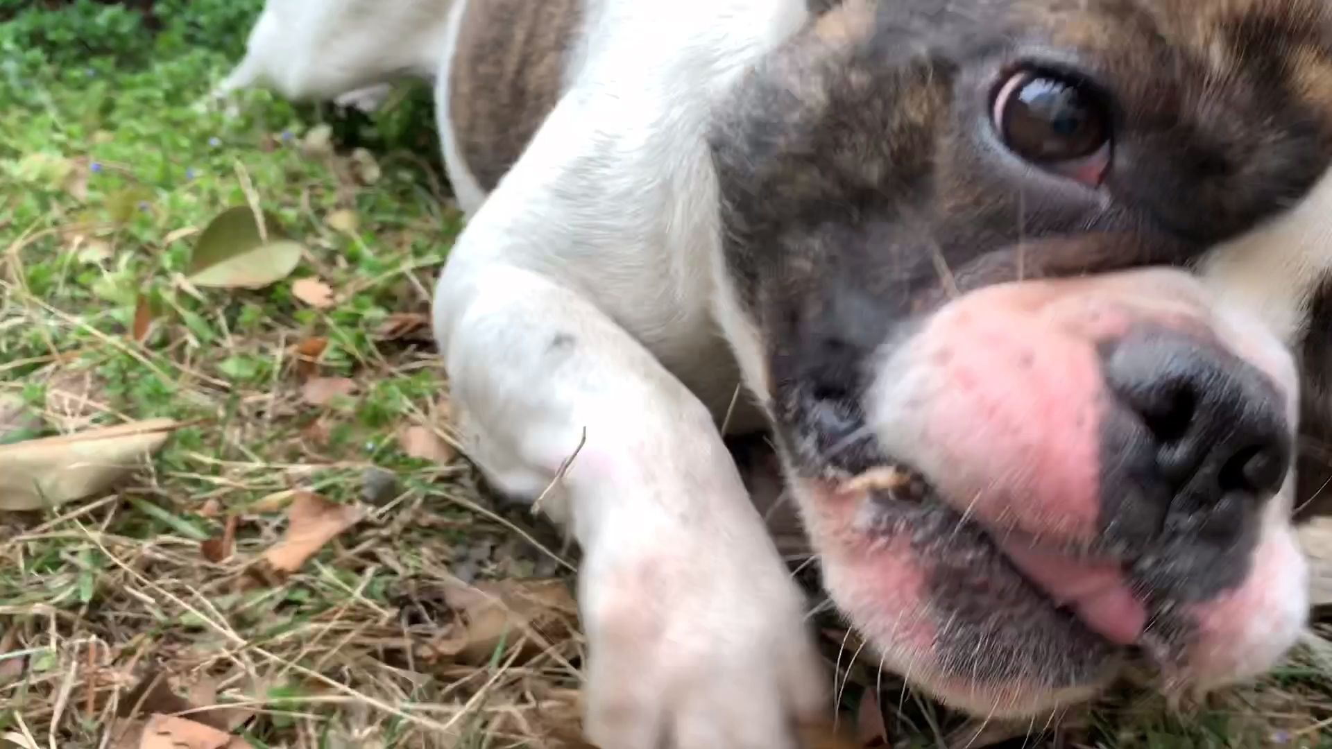 法国斗牛犬长相凶狠会咬人?我看未必!带你认识这种宠物狗狗!哔哩哔哩bilibili