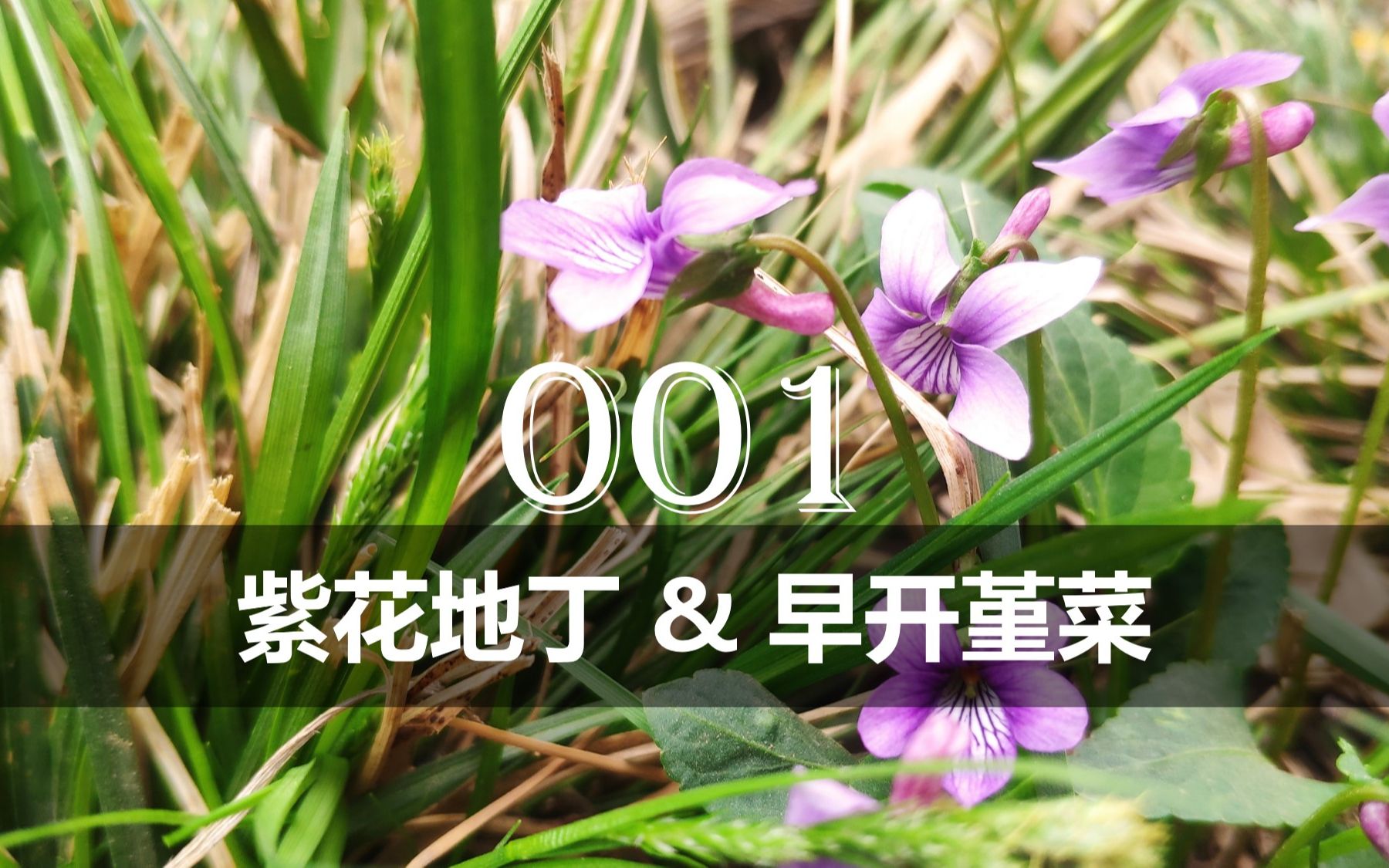 【植物分类与系统发育】No.001 堇菜科:紫花地丁 & 早开堇菜哔哩哔哩bilibili