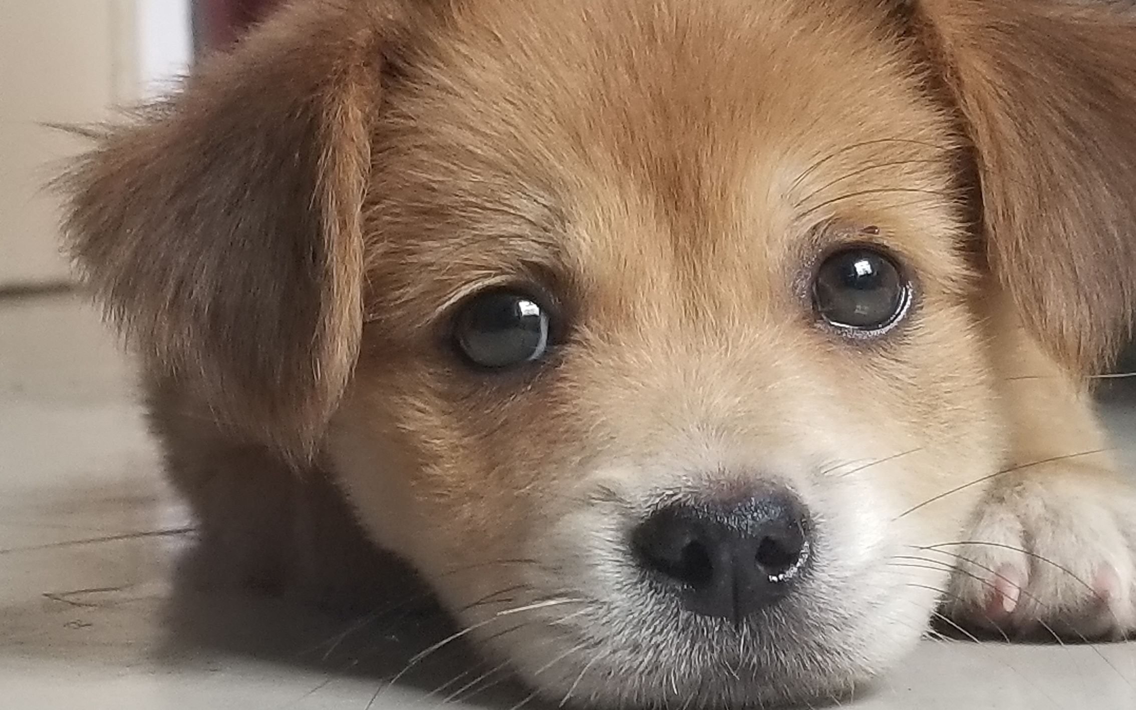 田园犬小黄,又名旺财鸭