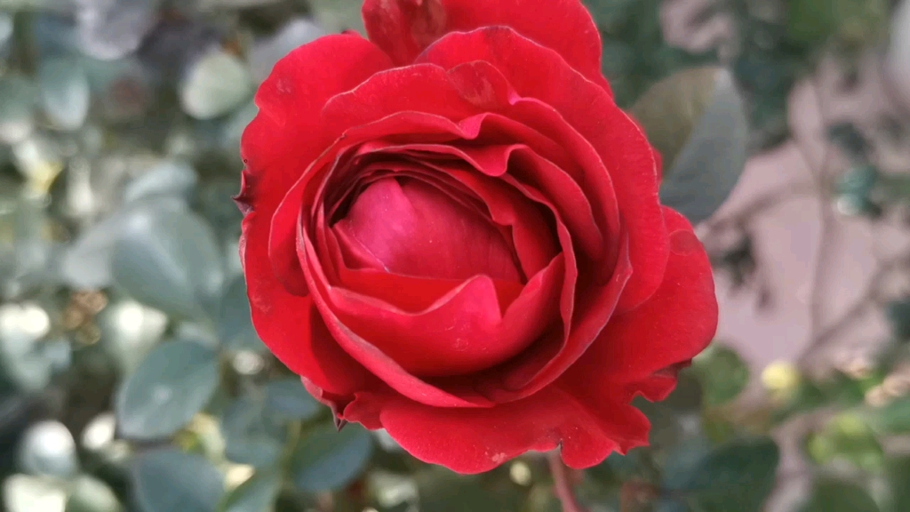 月季新品:伏旧园之花