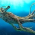 【预告】《深海迷航》最新CG预告片-双语字幕【UNI宣传部】
