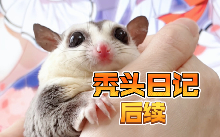 蜜袋鼯的秃头日记后续医生问的第一句是大哥没有做绝育吗