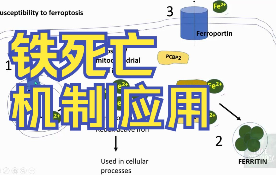 【双语字幕】铁死亡 : 铁依赖性程序性细胞死亡.机制,应用.哔哩哔哩bilibili