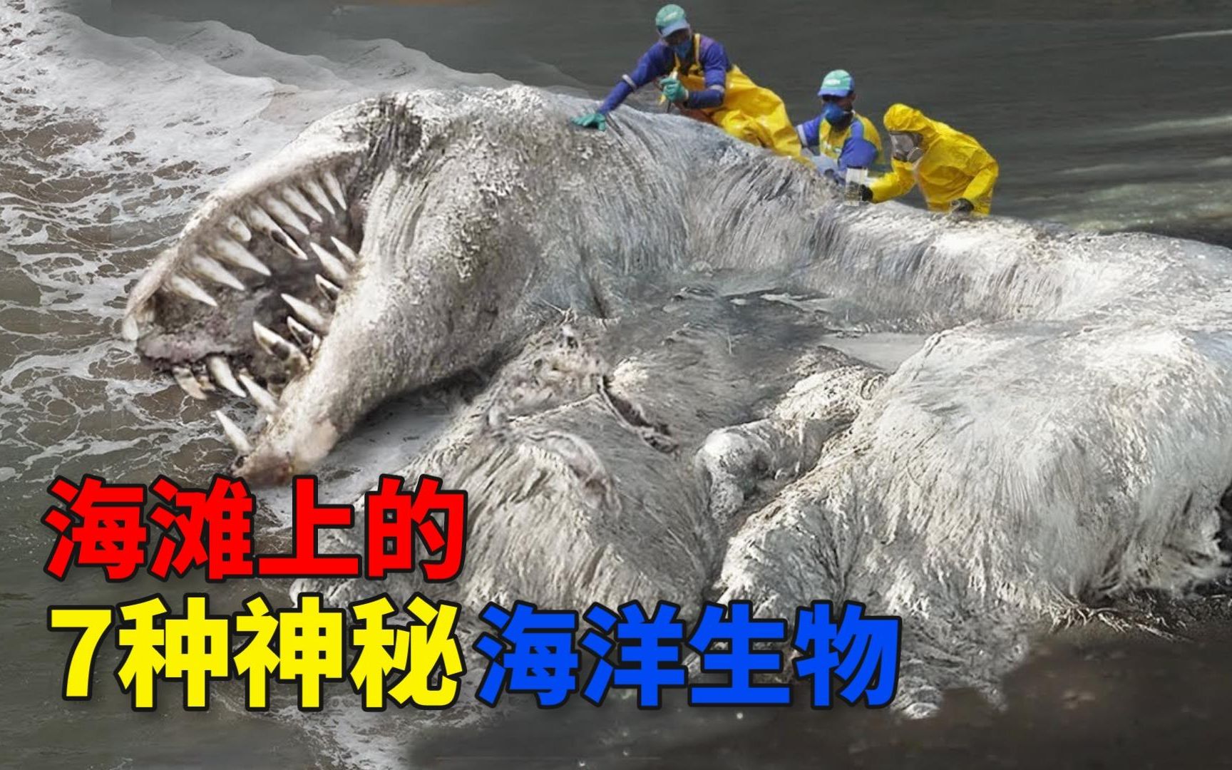 海滩上出现的7种神秘海洋生物,“白毛海怪”是什么生物?哔哩哔哩bilibili