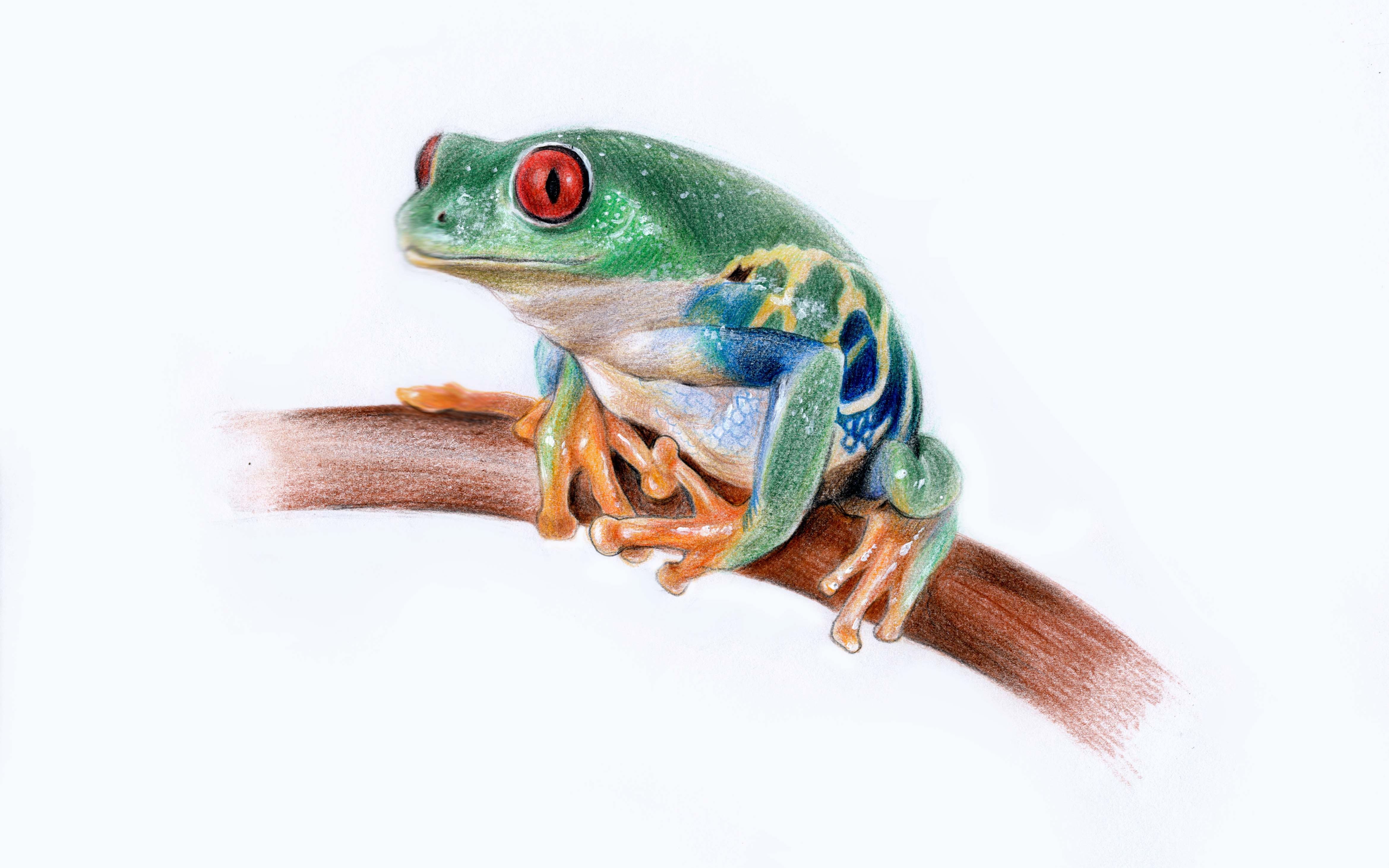 活动作品彩虹小子树蛙彩铅画