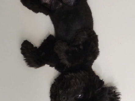 【黑泰迪李宝兜】视频加载中,速速查收惊喜!