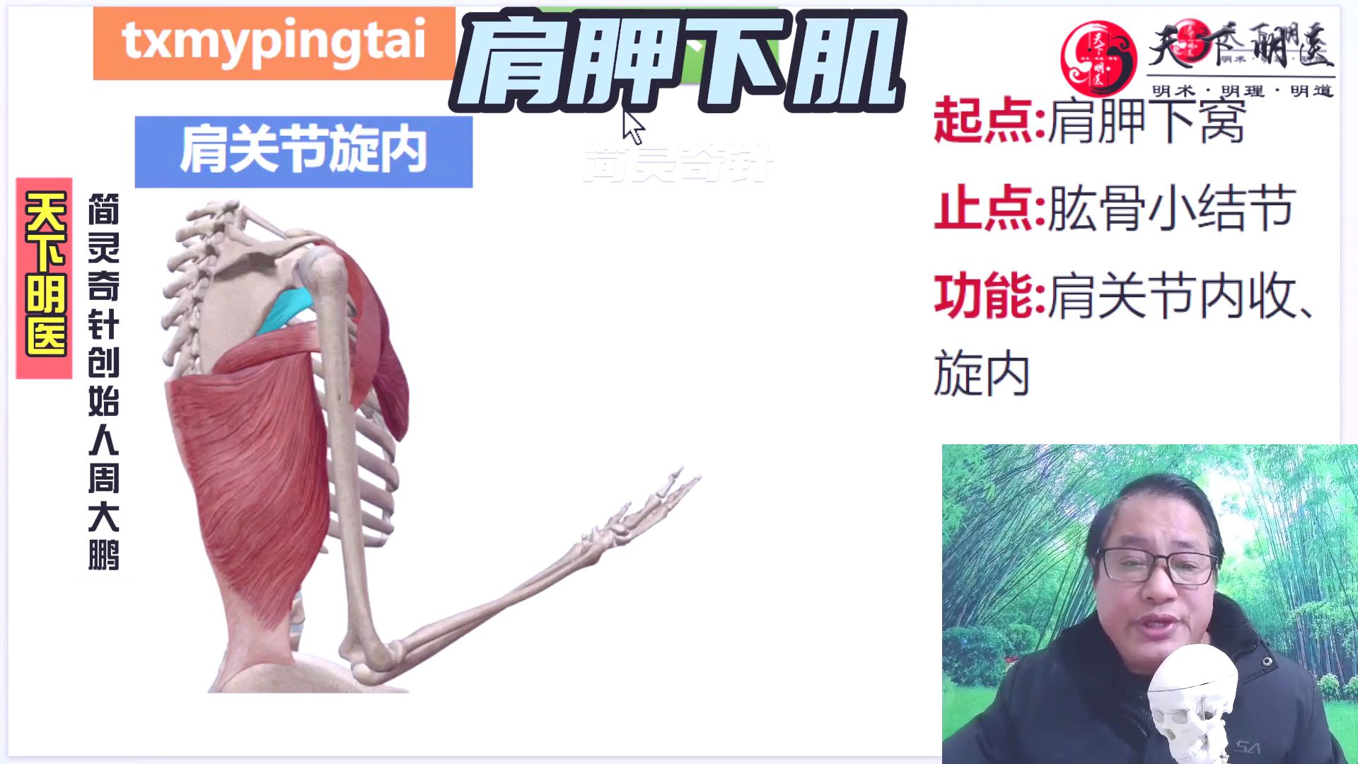 肩胛下肌——"冻结肩"的关键所在!静止和运动都会剧痛!