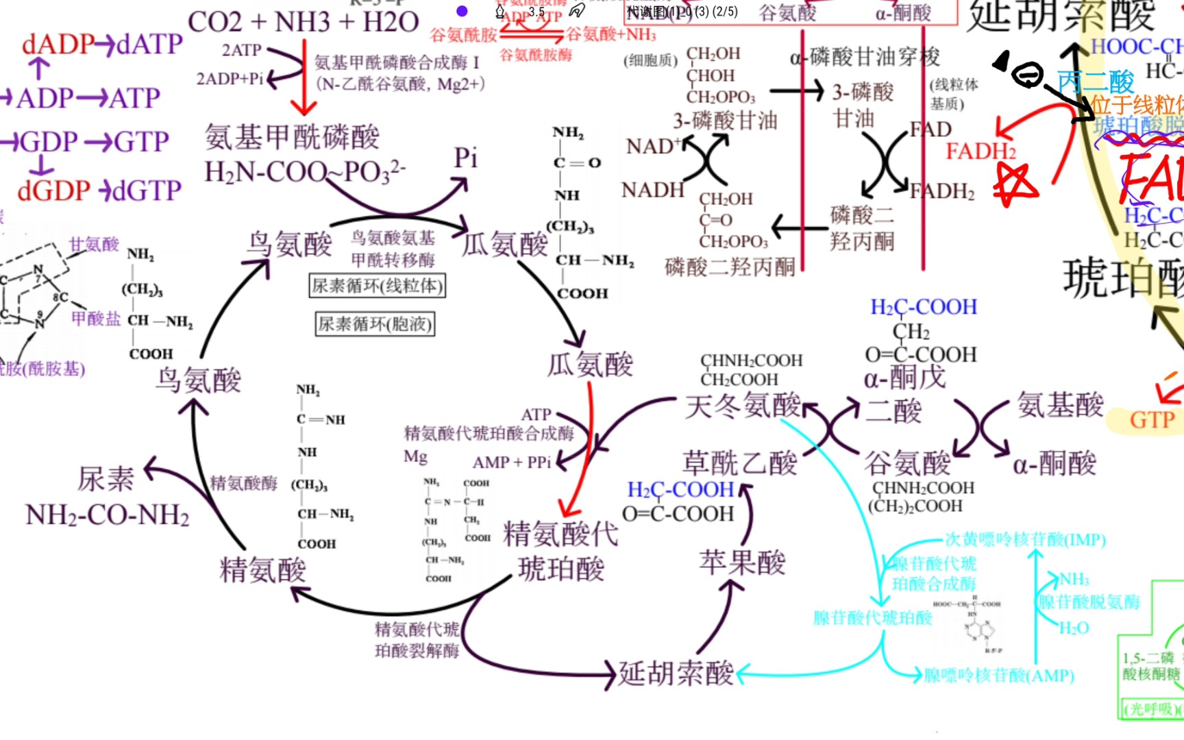 生物化学尿素循环哔哩哔哩bilibili