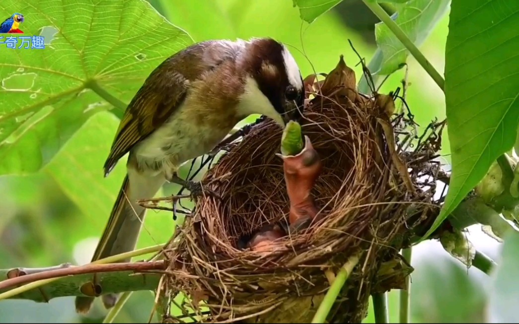 白头翁鸟肉的功效(白头翁鸟肉:滋补养生的佳品)