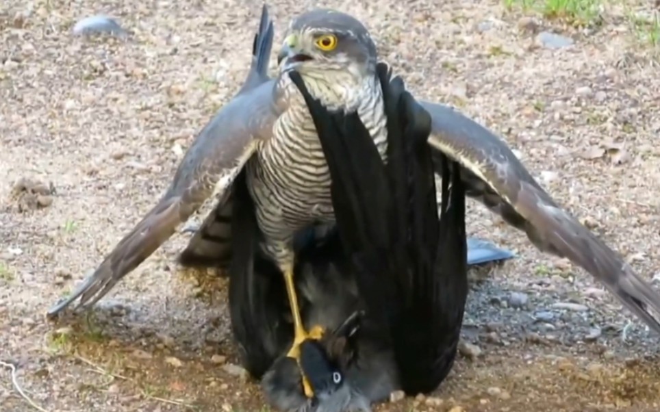 老鹰大战乌鸦,乌鸦拼死抵抗