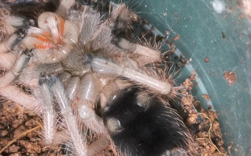 捕鸟蛛蜕皮全过程