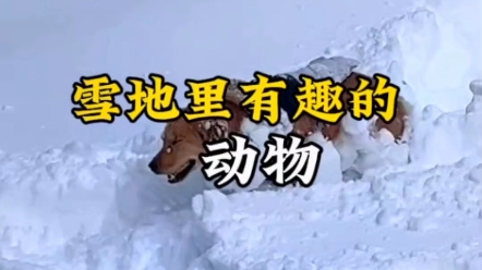 是什么动物讨厌玩雪 原来雪地里的动物这么有趣#积雪 #动物 #玩雪哔哩哔哩bilibili