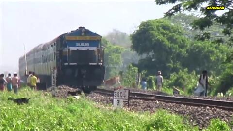 动物车祸 哔哩哔哩